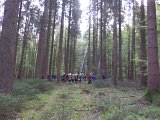 Maibaum_2016 (7).JPG